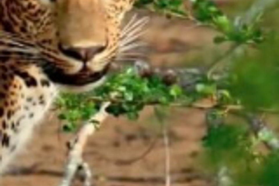 Sri Lankan Leopard at Golden Hour